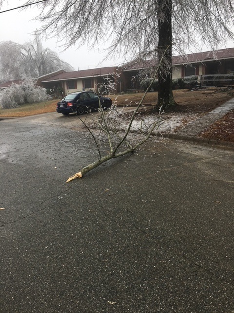 Tree Limb in the Road.