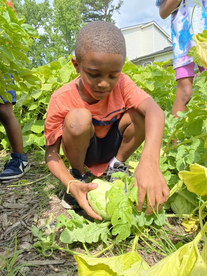 Child Picks Mellon from WH Garden.