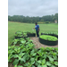 Weeding the garden during the day.