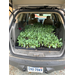 A hatchback with a bunch of seedlings in it.