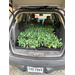 A hatchback with a bunch of seedlings in it. 