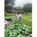 A man taking care of the garden.